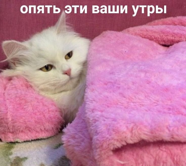 Милые котики с сердечками