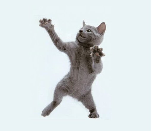 Котик танцует