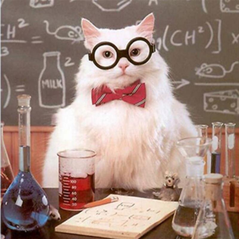 Химия и котики