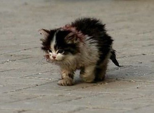 Я обязательно выживу котенок