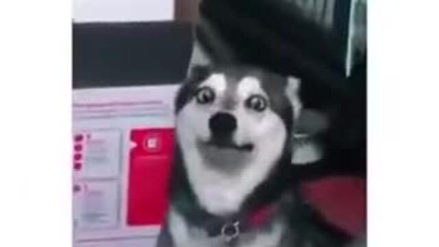 Хаски чихает Мем