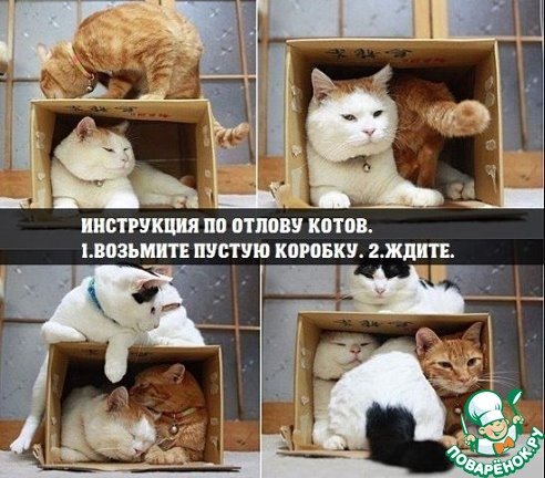 Мемы про котов коробки