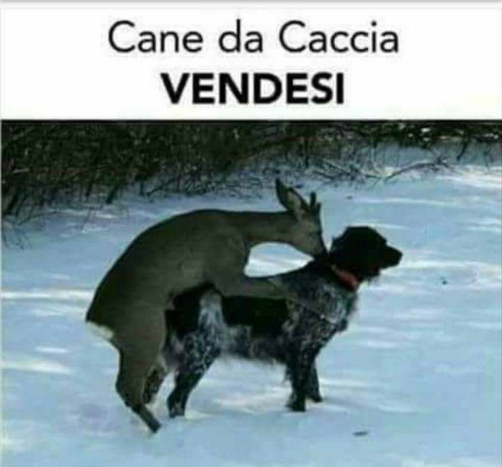 Охотничья собака прикол