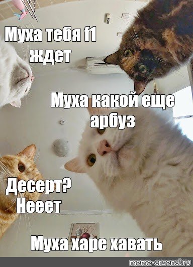 Коты мемы