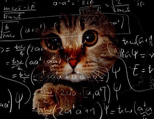 Физика в котиках