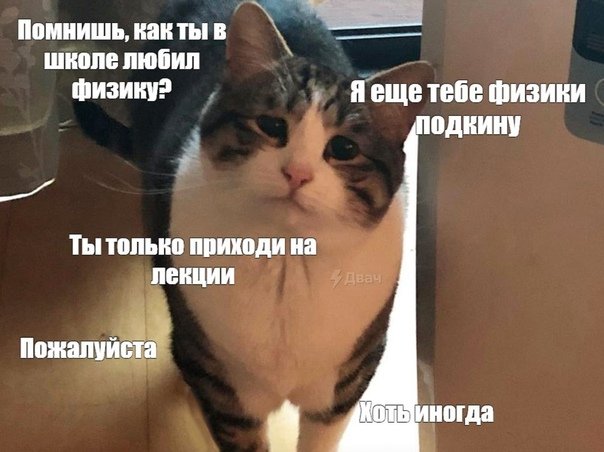 Кот на лекции