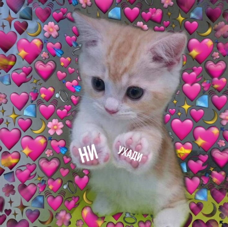 Милые котята с сердечками