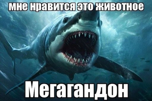 Я обожаю эту акула мегагандон