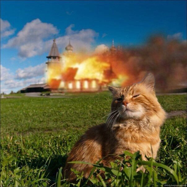 Кот на фоне огня