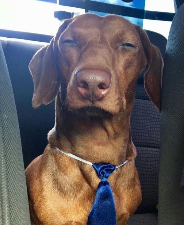 Морда собаки