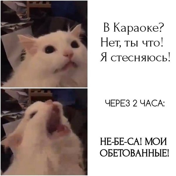 Орущий кот Мем