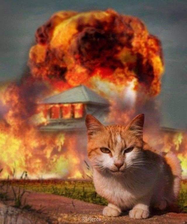 Котенок взрывается