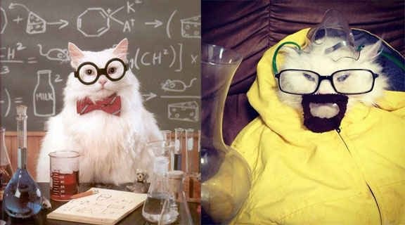 Химия и котики