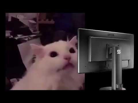 Кот за компьютером Мем