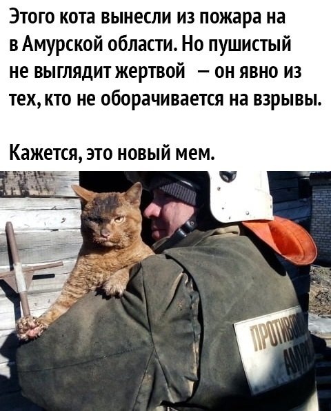 Спасли кота из пожара