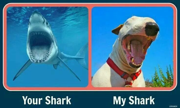 Порода собак бультерьер