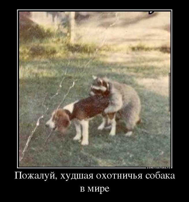 Смешная охотничья собака