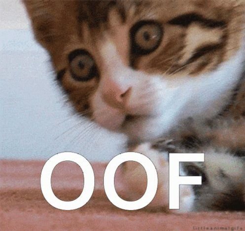 Кот в шоке гиф