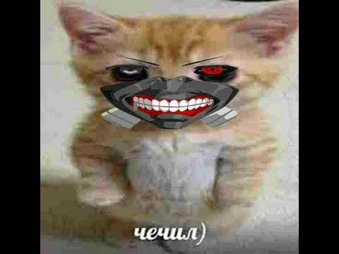 Аватарка мемного кота
