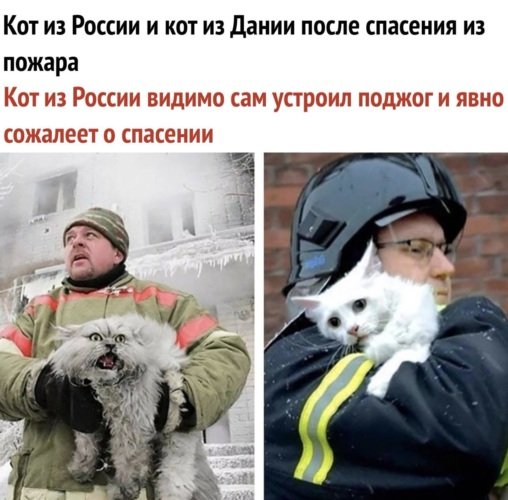 Кот пожарный Мем