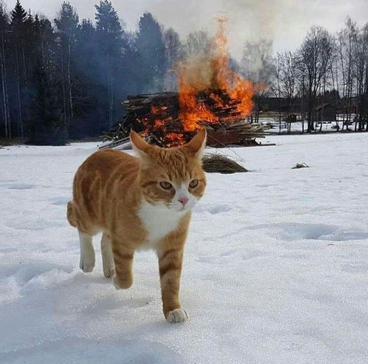 Кот на фоне взрыва