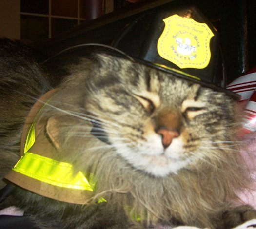 Кот пожарный