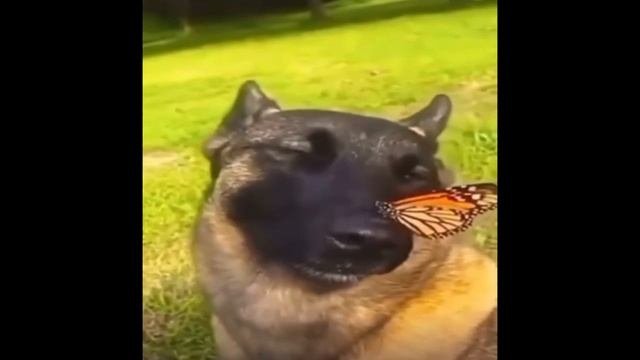 Собака с бабочкой на носу