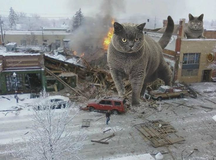 Катастрофа коты