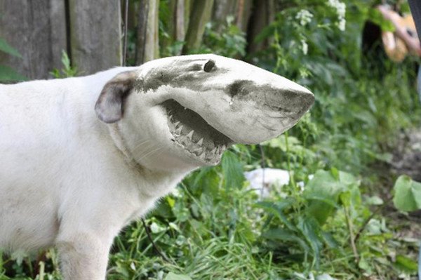 Собака с акульей мордой