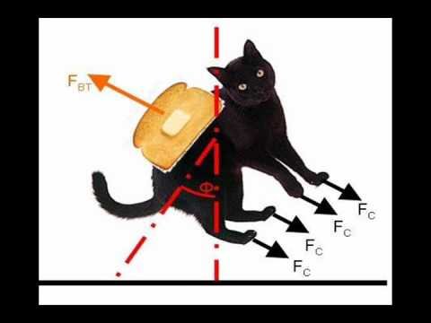 Кот и физика