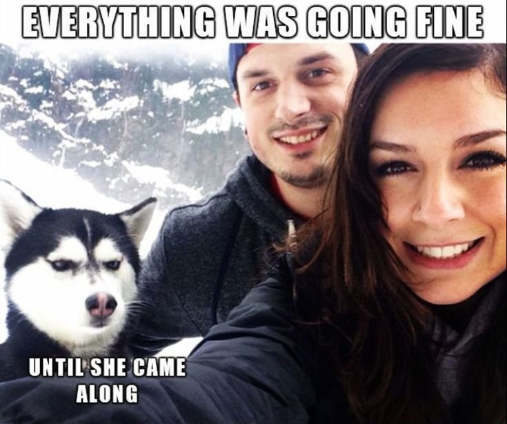 Хаски относятся к шпицам