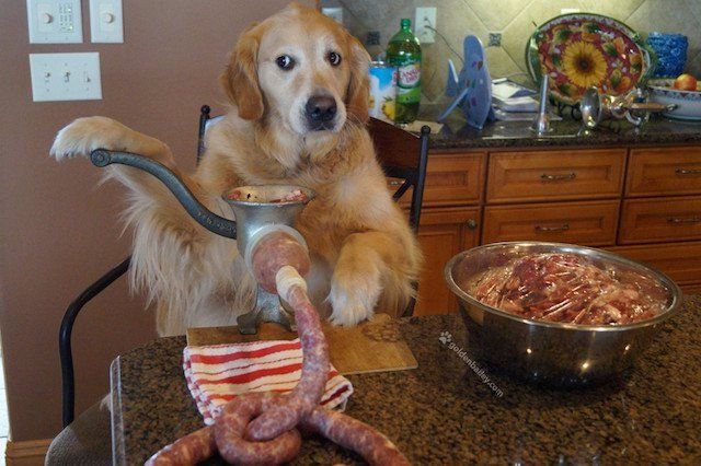 Собака ест кота