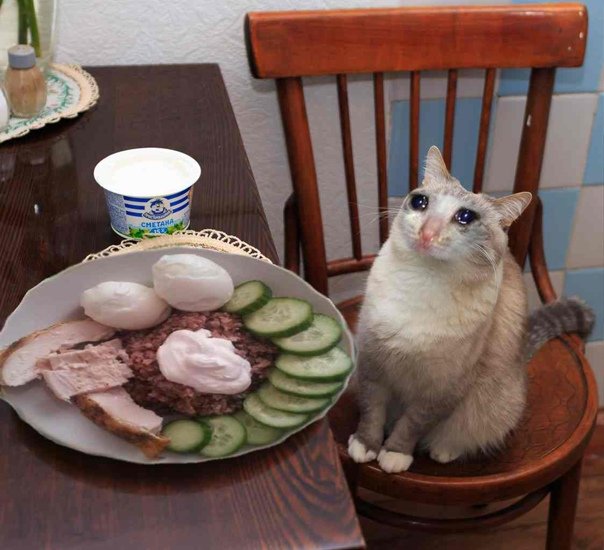 Котик с блинчиками