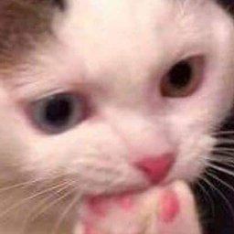 Стлес котик