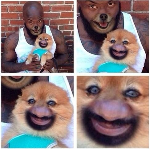 Смешное лицо собаки