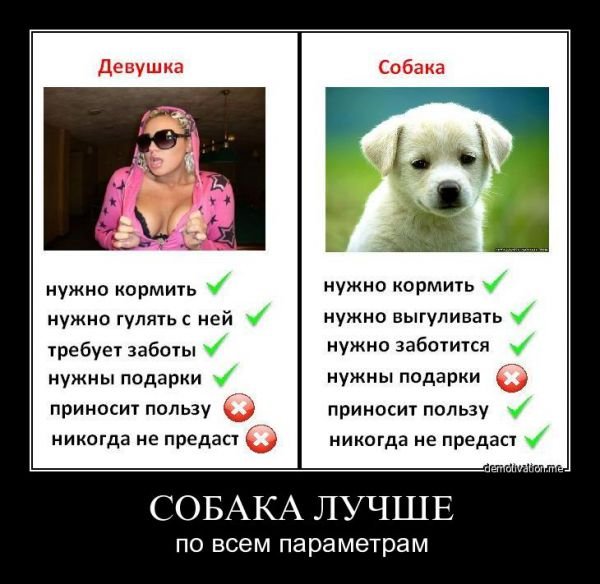 Собака лучше девушки