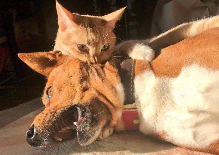 Кот кусается приколы