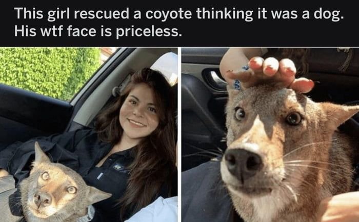 Женщина привезла волка к ветеринару