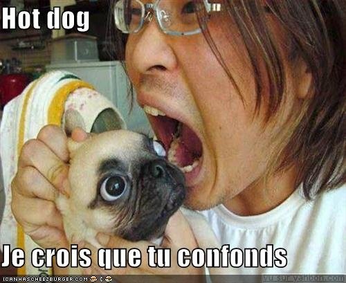 Корейцы и собаки приколы