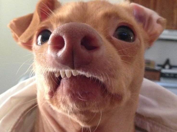 Угарные собаки