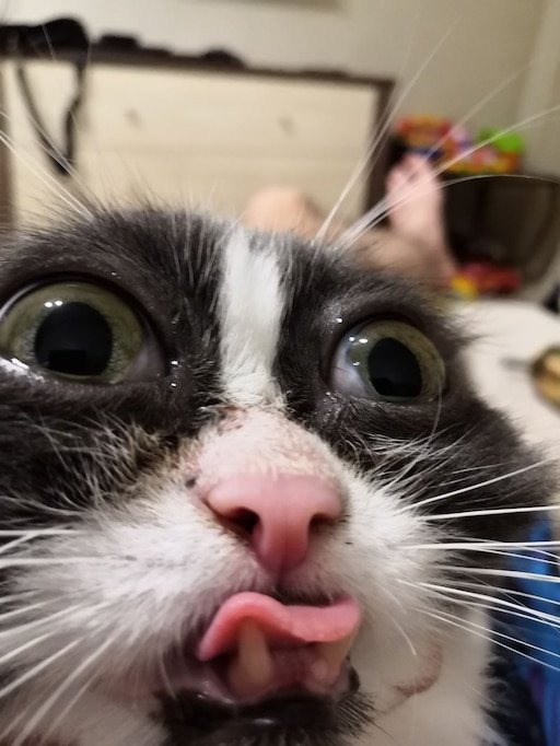 Накуренный кот