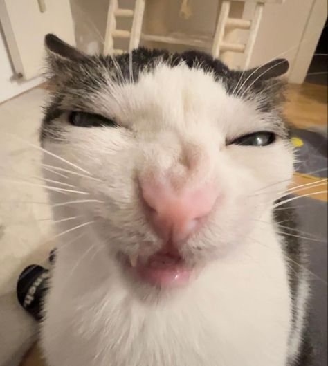 Мемный кот хрустит