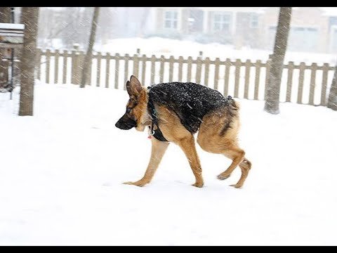 Немецкая овчарка Квазимодо