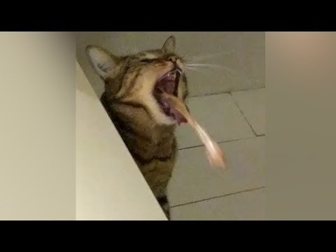 Коты рыгают