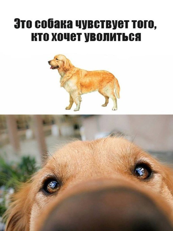 Собака поперхнулась