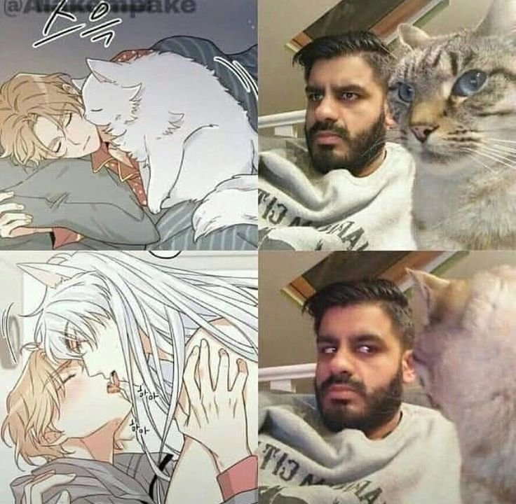 Превращение людей в котов