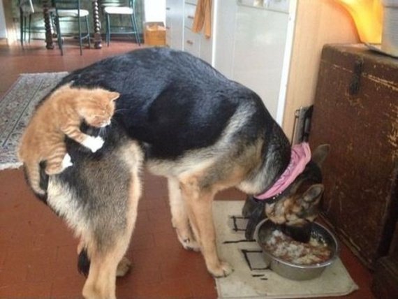 Обожравшаяся собака