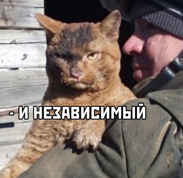 Коты и пожары