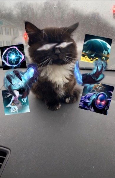 Котик СФ дота 2