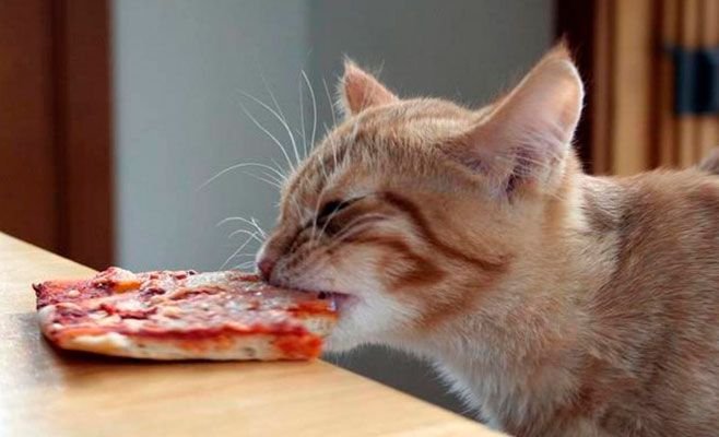 Кот ест пиццу